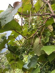 Vitis coignetiae