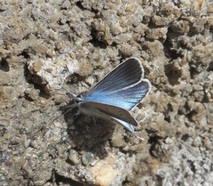 Polyommatus amandus