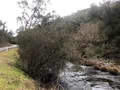 Melaleuca paludicola