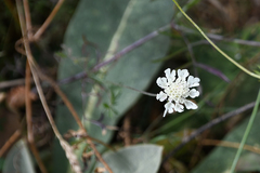 Scabiosa triniifolia
