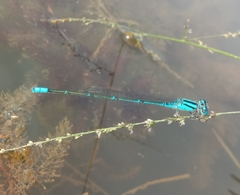 Pseudagrion australasiae