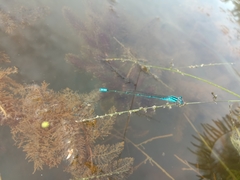 Pseudagrion australasiae