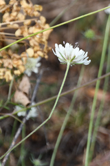 Scabiosa triniifolia