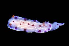 Hypselodoris capensis