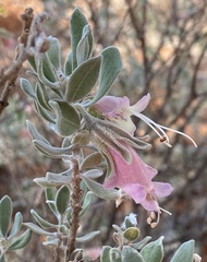 Eremophila forrestii