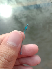 Pseudagrion microcephalum