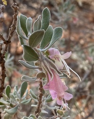 Eremophila forrestii