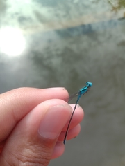 Pseudagrion microcephalum