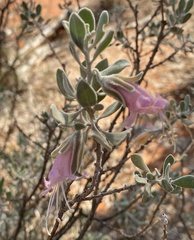 Eremophila forrestii