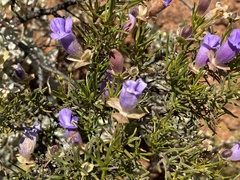 Eremophila metallicorum