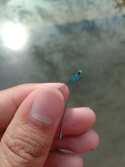 Pseudagrion microcephalum