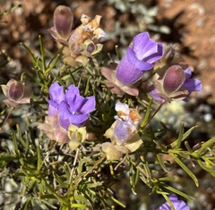 Eremophila metallicorum