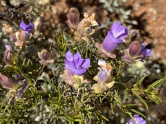 Eremophila metallicorum