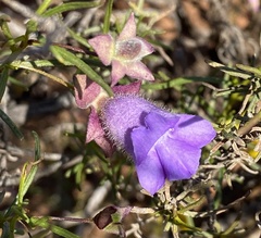 Eremophila metallicorum