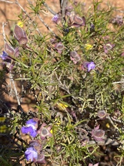 Eremophila metallicorum
