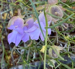 Eremophila metallicorum