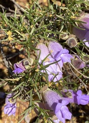 Eremophila metallicorum