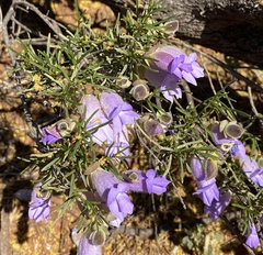 Eremophila metallicorum