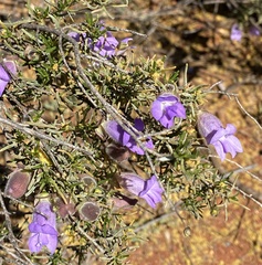 Eremophila metallicorum