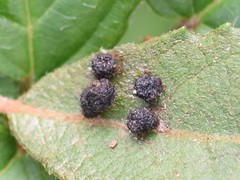 Dasineura ulmaria