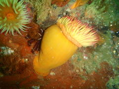 Pseudactinia flagellifera