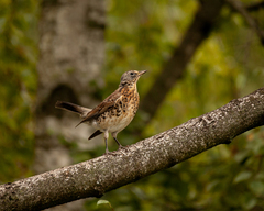 Turdus pilaris