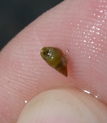 Barleeia unifasciata