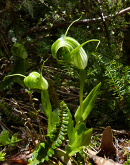 Pterostylis oliveri