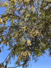 Acacia howittii