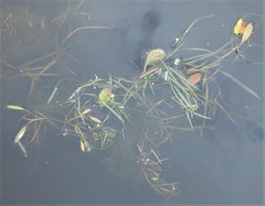 Potamogeton epihydrus