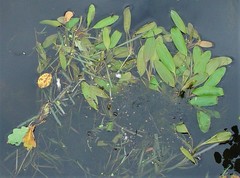 Potamogeton epihydrus