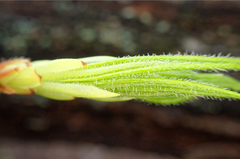 Rhododendron occidentale