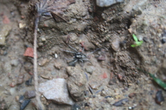 Pardosa