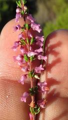 Erica intervallaris intervallaris