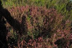 Erica intervallaris intervallaris