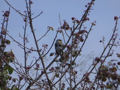Setophaga coronata