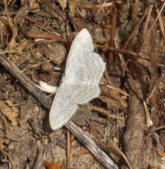 Scopula incanata