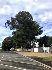 Eucalyptus cypellocarpa