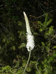Bulbinella trinervis