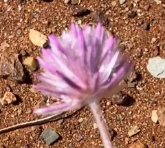 Ptilotus helipteroides