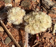 Ptilotus aervoides