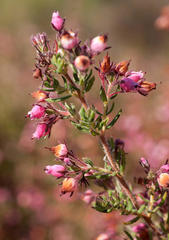 Erica hirta