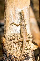 Green-Bellied Tree Skink photo 3