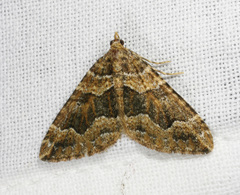 Epyaxa agelasta