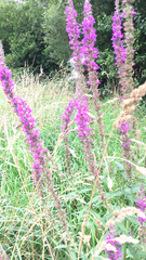 Lythrum salicaria