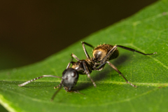 Colobopsis leonardi