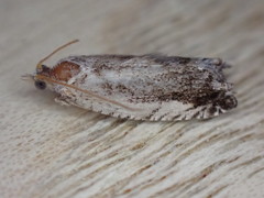 Epinotia ramella