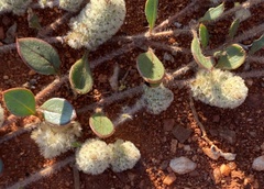 Ptilotus aervoides