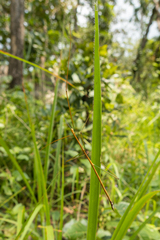 Baculomia siamensis