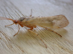 Limnephilus flavicornis